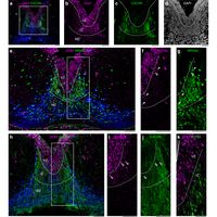 Zeb2とmiR-200cによるループが中脳のドーパミン作動性ニューロンの神経新生と移動を制御する