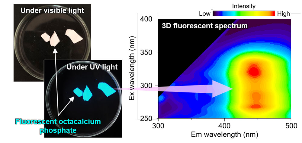 図：蛍光性リン酸八カルシウムの粉末の可視光・紫外光下の写真と3D蛍光スペクトル