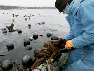 日本の沿岸で収穫される褐藻類（上）は放射性ヨウ素を取り込む。