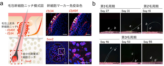 再生毛包における毛包幹細胞ニッチの機能的再生
